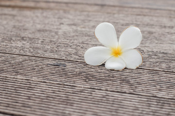 the single flower on the wood floor