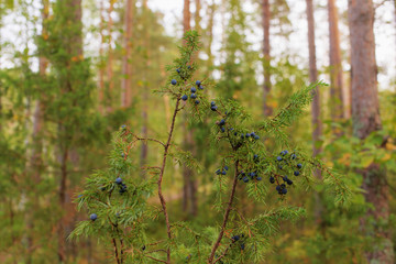 juniper in forest