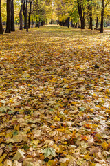 fallen leaves in autumn