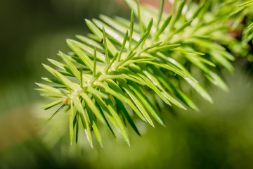 Jeune pousse de sapin
