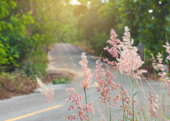 Flowers by the roadside,warm colors