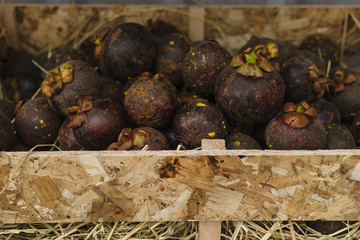 Tropical Fruits Mangosteen (Garcinia mangostana Linn)