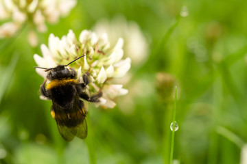 Hummel sammelt Pollen