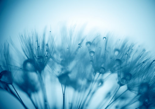Fototapeta Dandelion abstract background. Shallow depth of field.