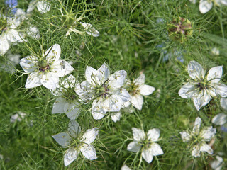 Jungfer im Grünen, Schwarzkümmel, Nigella damascena
