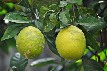 Plaga del limonero