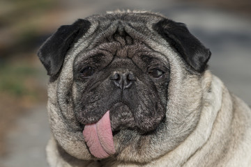 Obraz premium Pug with tongue hanging out.