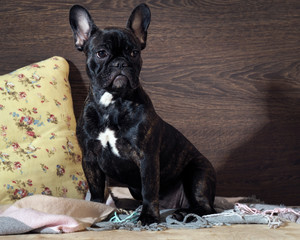 Puppy sitting on a bed.
