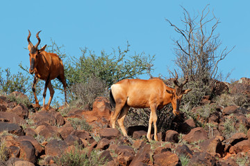 Red hartebeest antelopes(Alcelaphus buselaphus) in lnatural habitat, South Africa.