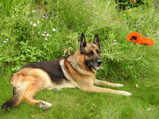 Beautiful German shepherd