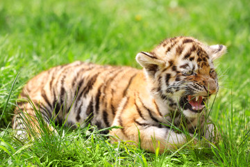 Baby tiger lying on grass