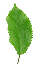 Naklejka na ściany i meble Green leaf, isolated on white