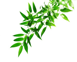 Tree branch with green leaves on white background