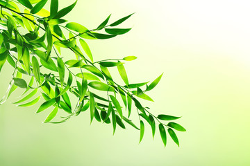 Tree branch with green leaves on color background