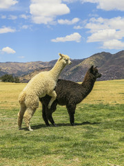 Black and white llama reproducing in Cusco