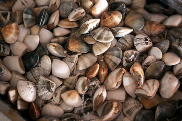 Морские моллюски