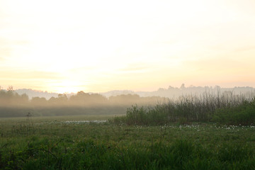 Foggy morning in meadow