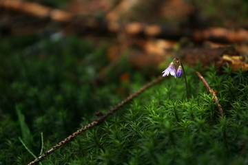 Green forest plant, closeup