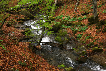 Small river in forest