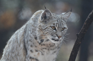 Naklejka premium Stalking Canadian Lynx