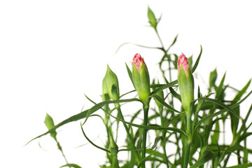 Wildflowers isolated on white