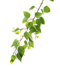 Branch of green leaves, isolated on white