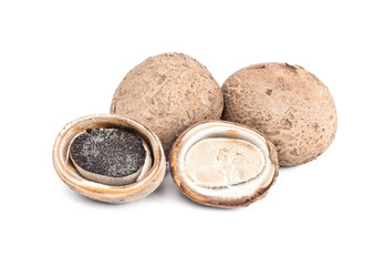 puffball mushroom isolated on white background