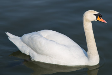 Beautiful swan swims