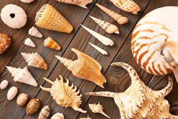 Seashell collection