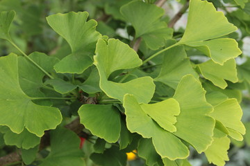 Ginkgo
