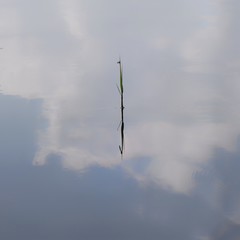 Einzelner Schilfhalm spiegelt sich