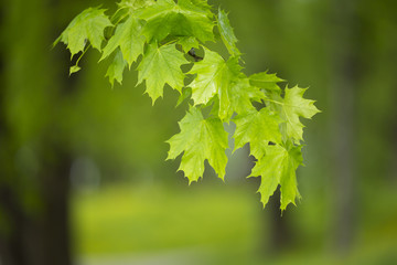 Fototapeta na wymiar Green maple leaves hanging in the park.