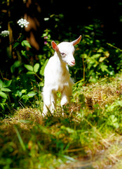 Obraz premium little baby goat on wild meadow on beautiful sommer day.