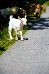 Fototapeta na wymiar little baby goat with goat herd walking on the mountain road.