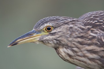 Night Heron 2