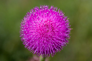 Purple round flower with white capped petals