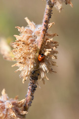 Red Ladybug on the parched branch