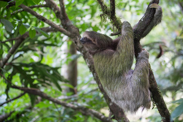 View of the sloth in the jungle in Costa rica