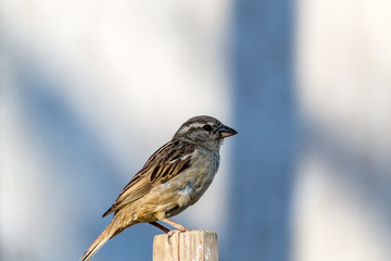 Sparrow bird