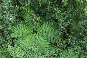 Jungle / nature landscape