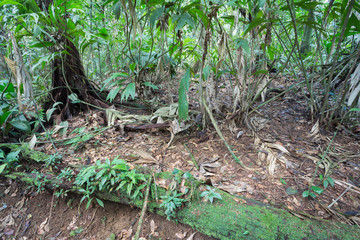 Dżungla / Natura / Krajobraz © Rochu_2008