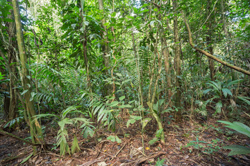 Dżungla / Krajobraz © Rochu_2008