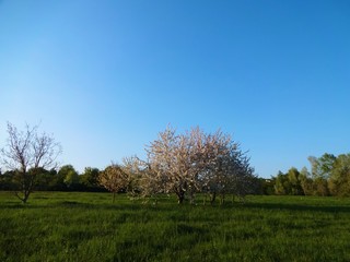 Blütenbaum auf Wiese