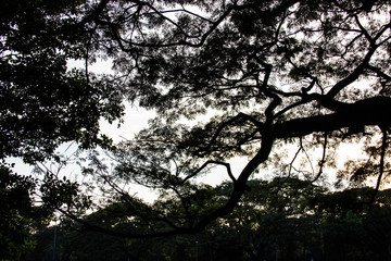 Green leaves