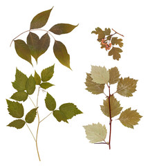 Set of wild dry pressed flowers and leaves