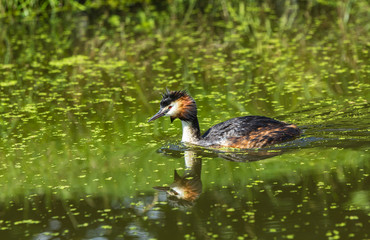 great crested grebe swimming in a dutch canal