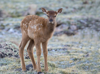 Young elk - Rocky Mountains, Colorado