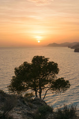 Sunset tree Mediterranean Sea, Spain