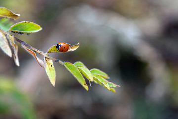 The Ladybird on the branch