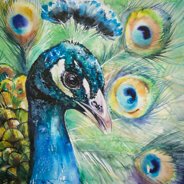 Portrait of peacock.Picture created with watercolors.